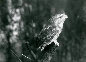 Das kryptische Gefieder und die Ruhehaltung eines Eulenschwalm tarnen ihn auf einem Ast im Londoner Zoo, Dezember 1921